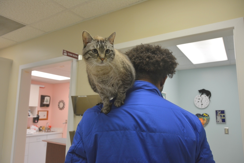 Dog & Cat Boarding, Daycare, & Bathing in Memphis, TN