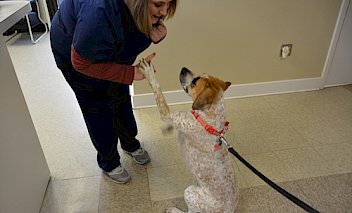 Memphis Animal Clinic in Memphis, TN